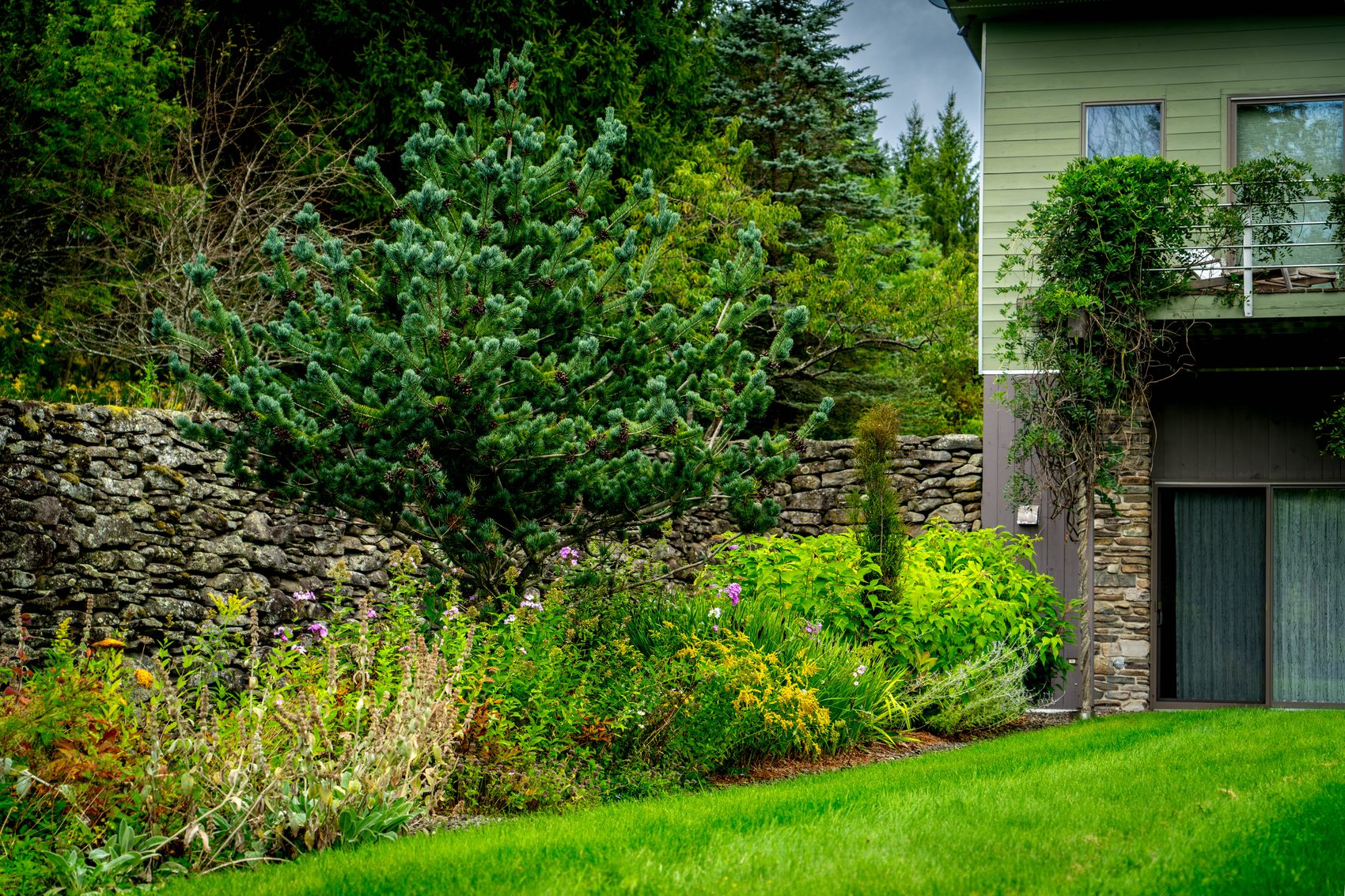 Planted beds of evergreens and perennials against a dry-stone wall, with lawn in front